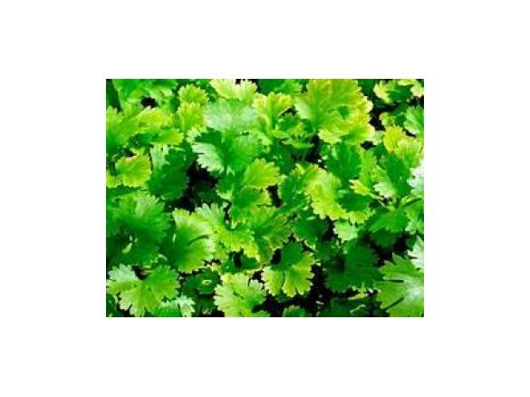 Homemade Trezigo Sauce