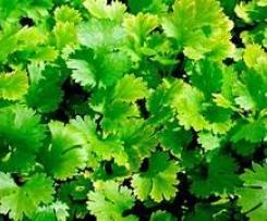 Homemade Trezigo Sauce