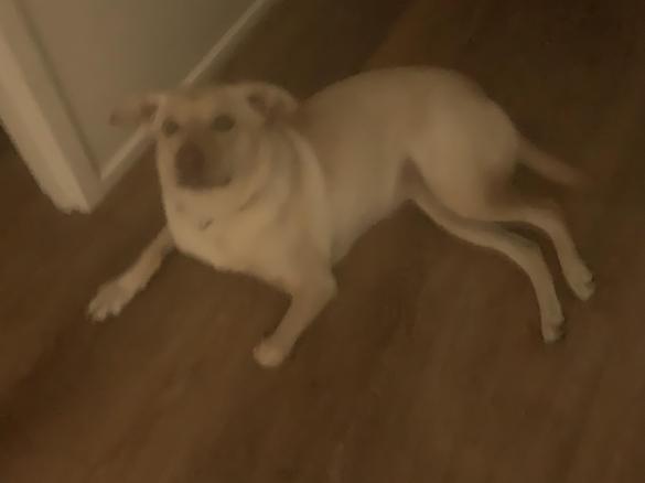 Variation Tortenboden (Tort Crust)