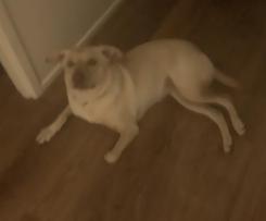 Variation Tortenboden (Tort Crust)