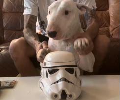 Magnus The Destroyer ( doggie treats)