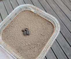 Tiramisu overnight oats